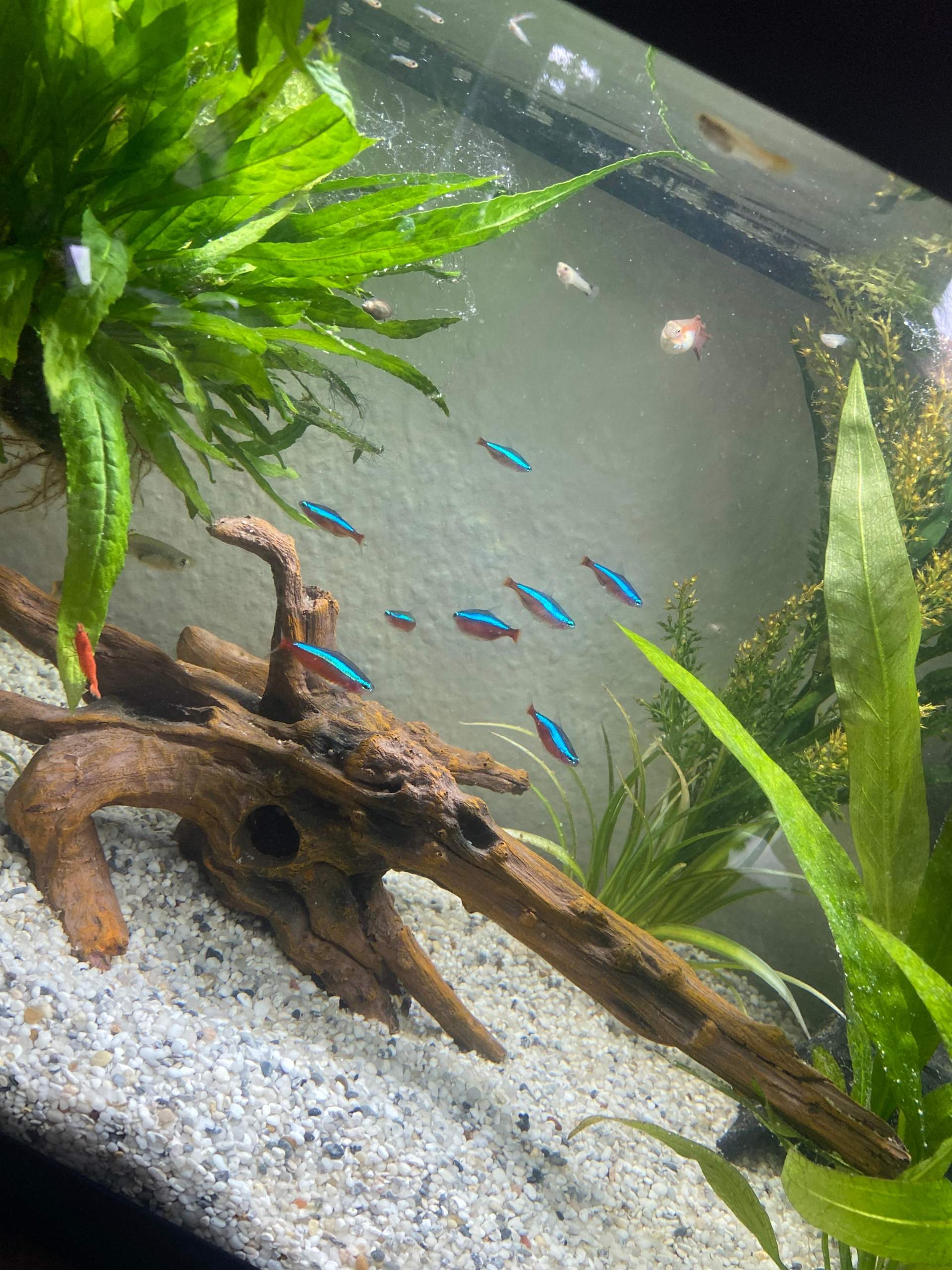 Aquariumfische sterben Reihenweise? (Krankheit, Aquarium, Guppy)
