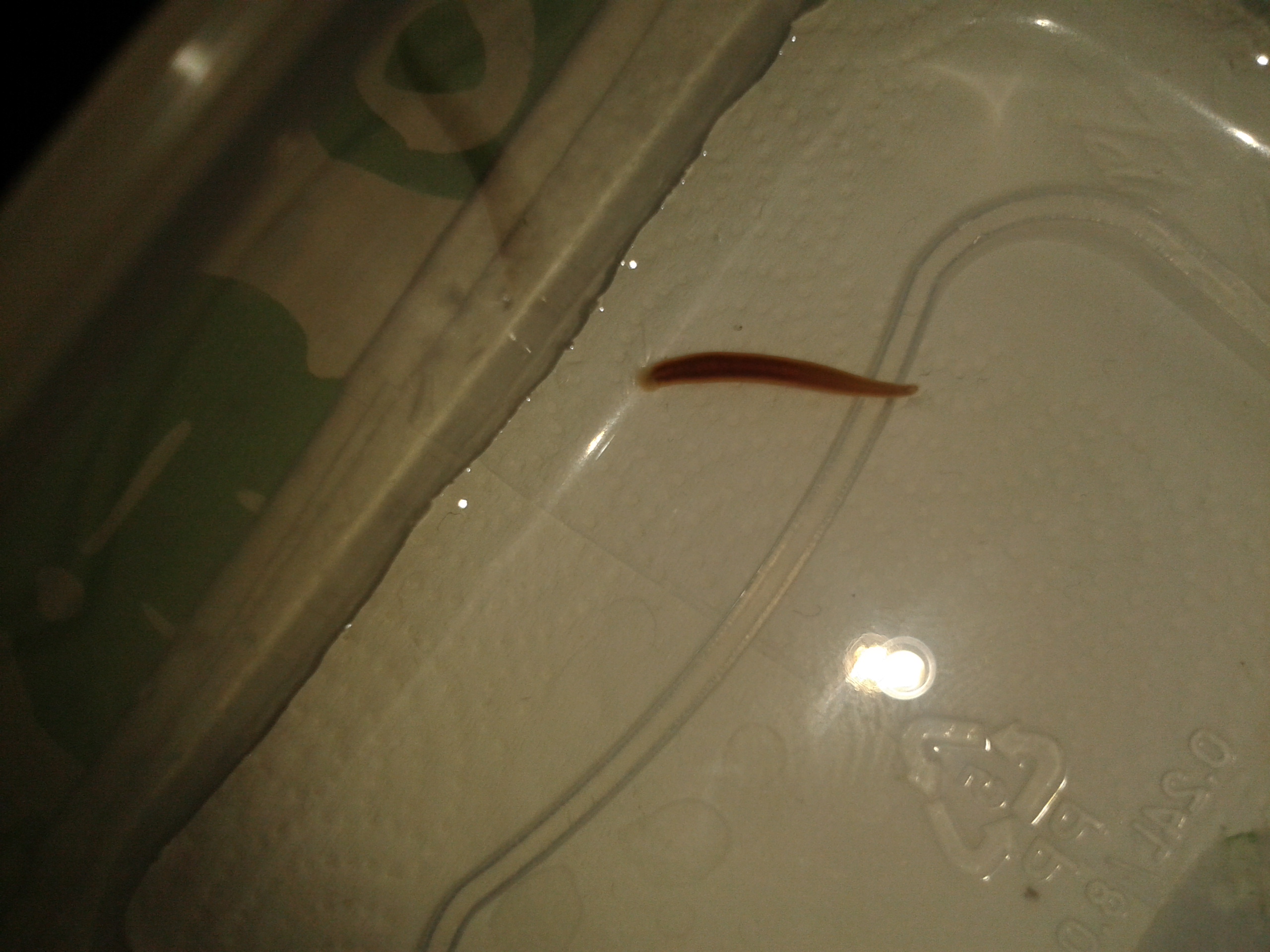 Aquariumparasit?! (Fische, Aquarium, Parasiten)