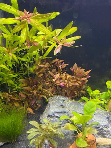 Aquariumpflanze wächst?
