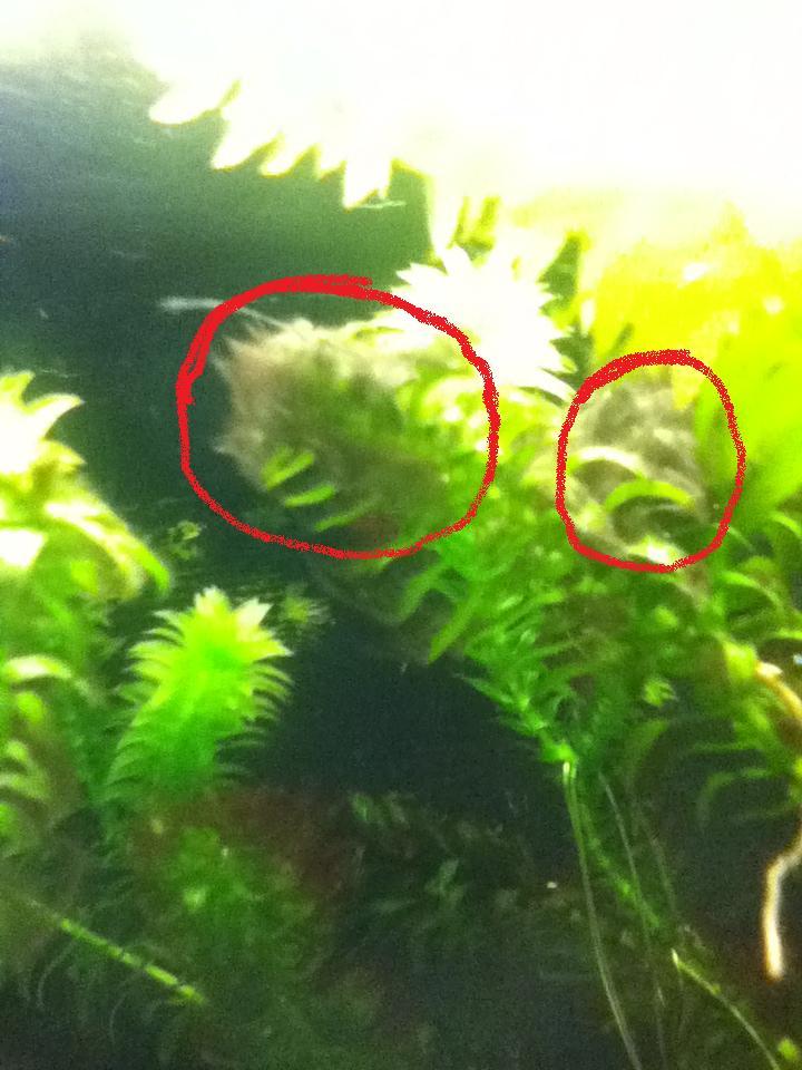 Aquariumpflanzen, dreckig, Algen im becken trotz dünger und allem? was