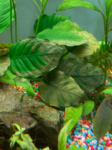 Aquariumpflanzen kaputt? (Pflanzen, Aquarium)