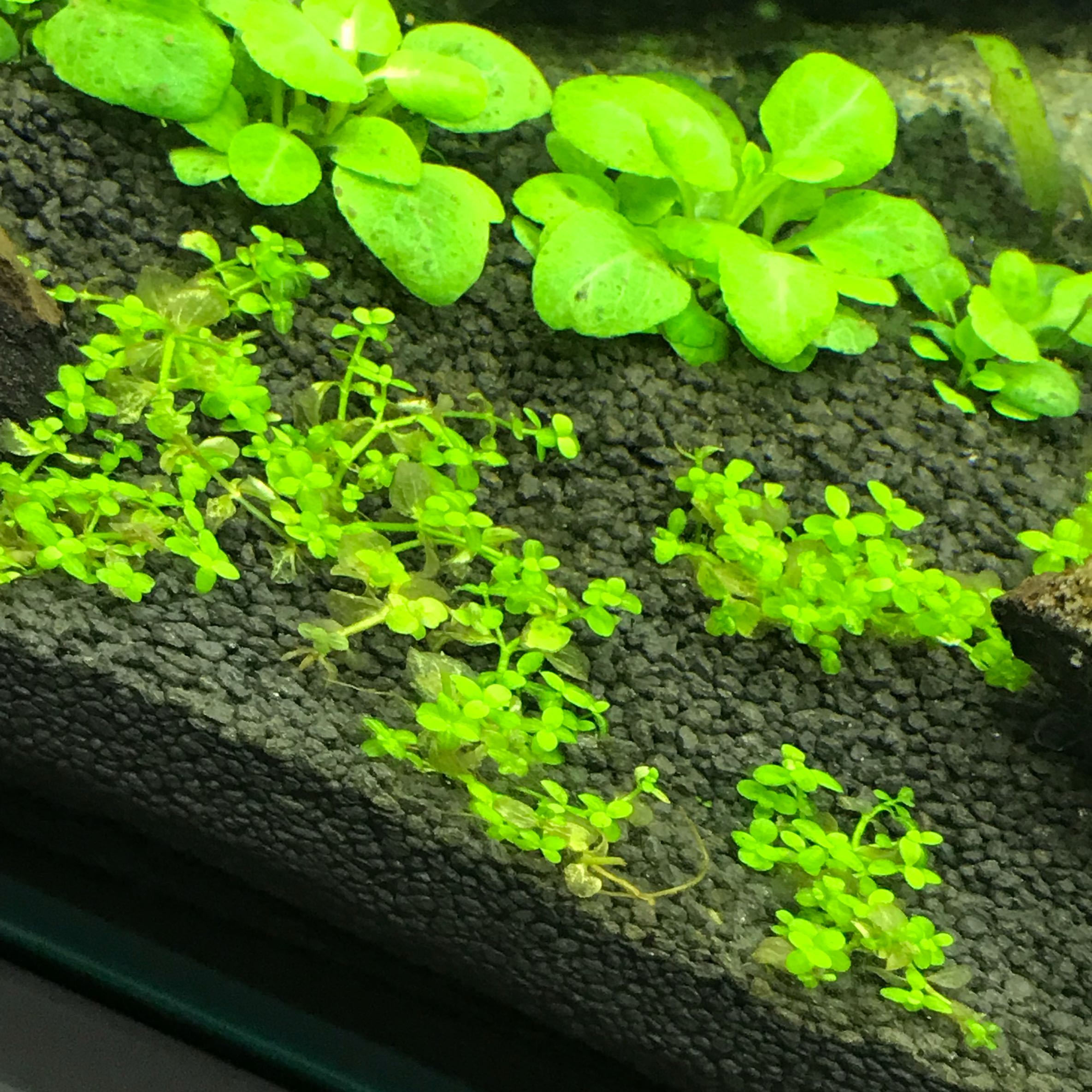 Aquariumpflanzen Probleme? (Tiere, Pflanzen, Aquarium)