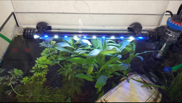 LED - (Pflanzen, Fische, Aquarium)