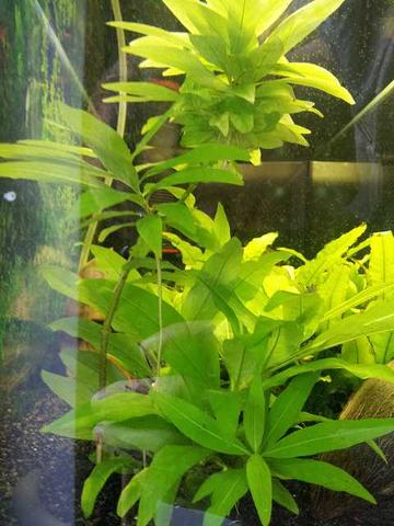 Pflanze - (Pflanzen, Aquarium, Aquaristik)