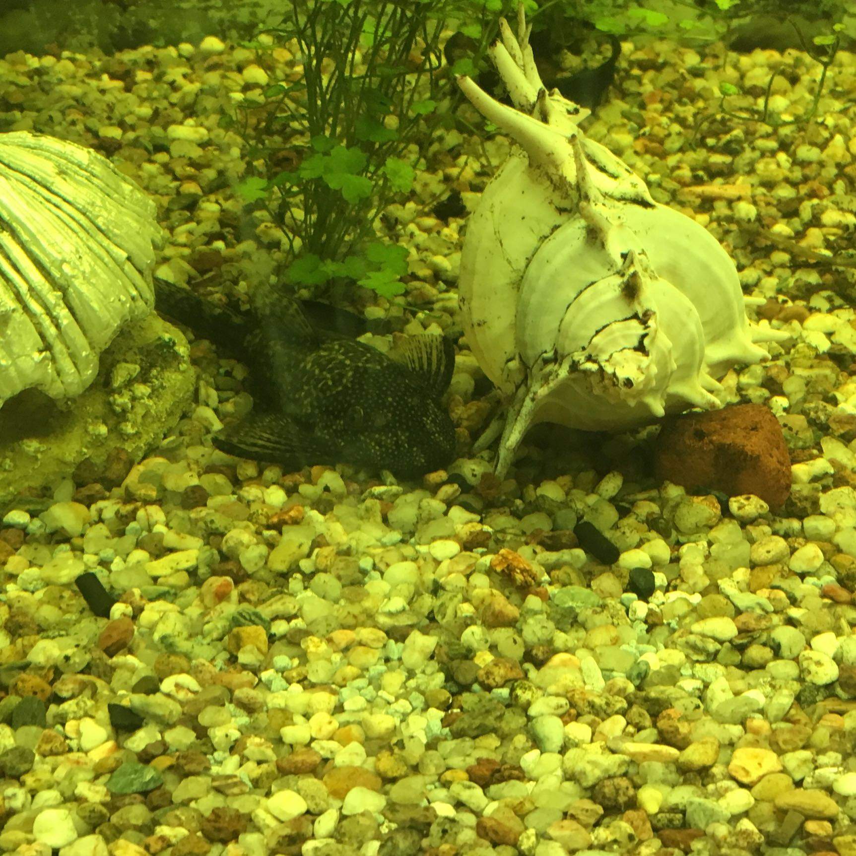 Aquariumwasser wird immer gelblich, was tun? (Aquarium, Algen, Fischsterben)