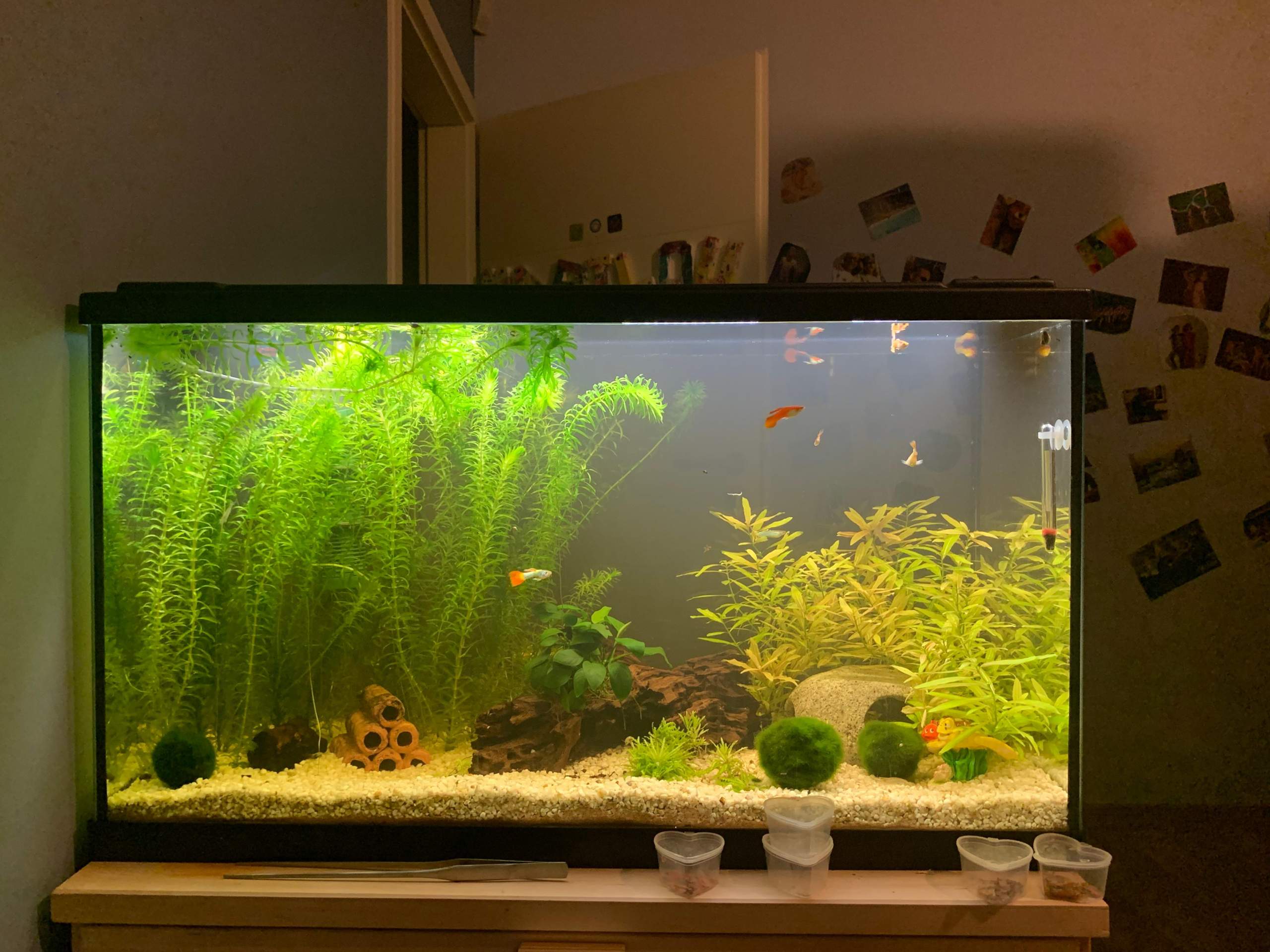 AQwasser trüb? (Aquarium, Aquaristik)
