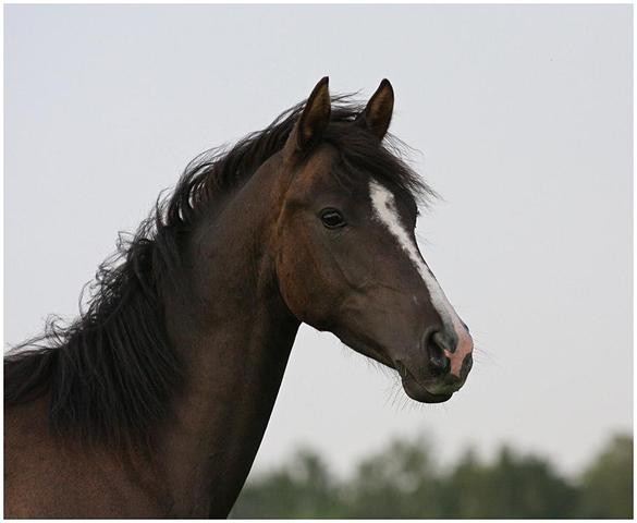 Araber Zuchter Pferde Pferdekauf