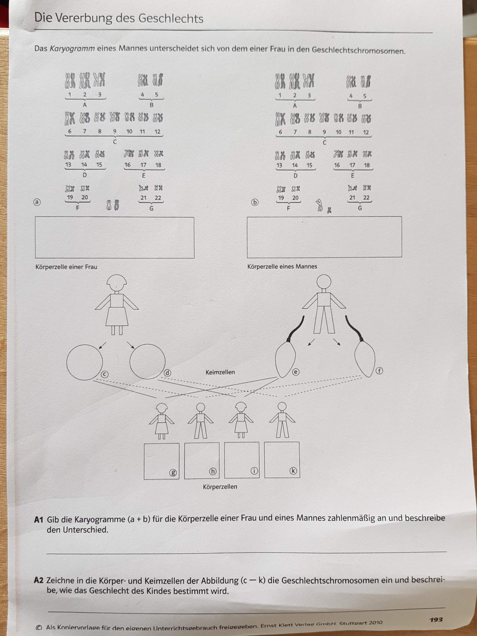 Arbeitsblatt zur Vererbung des Geschlechts? (Schule, Biologie ...