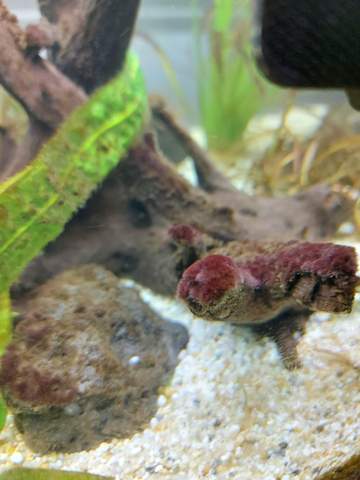 Art schwarze buschige algen? (Fische, Aquarium, Aquaristik)