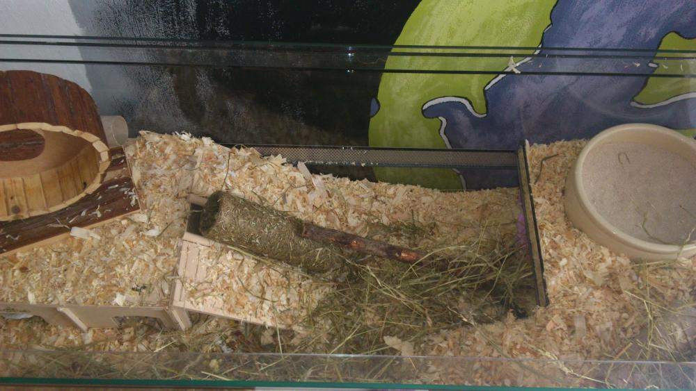 Holz Hamster Haus Mit Kletterleiter - Spielversteck Für Nager Und Kleintiere