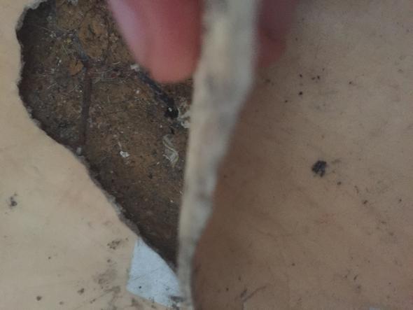 Bild 2 - (Gesundheit, Asbest, Fussboden)