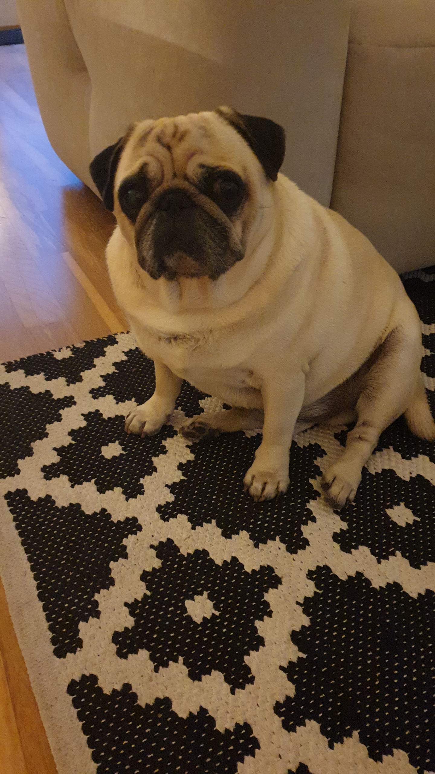 Atmet ein mops besser wenn er wieder Idealgewicht hat? (Hund, Gewicht