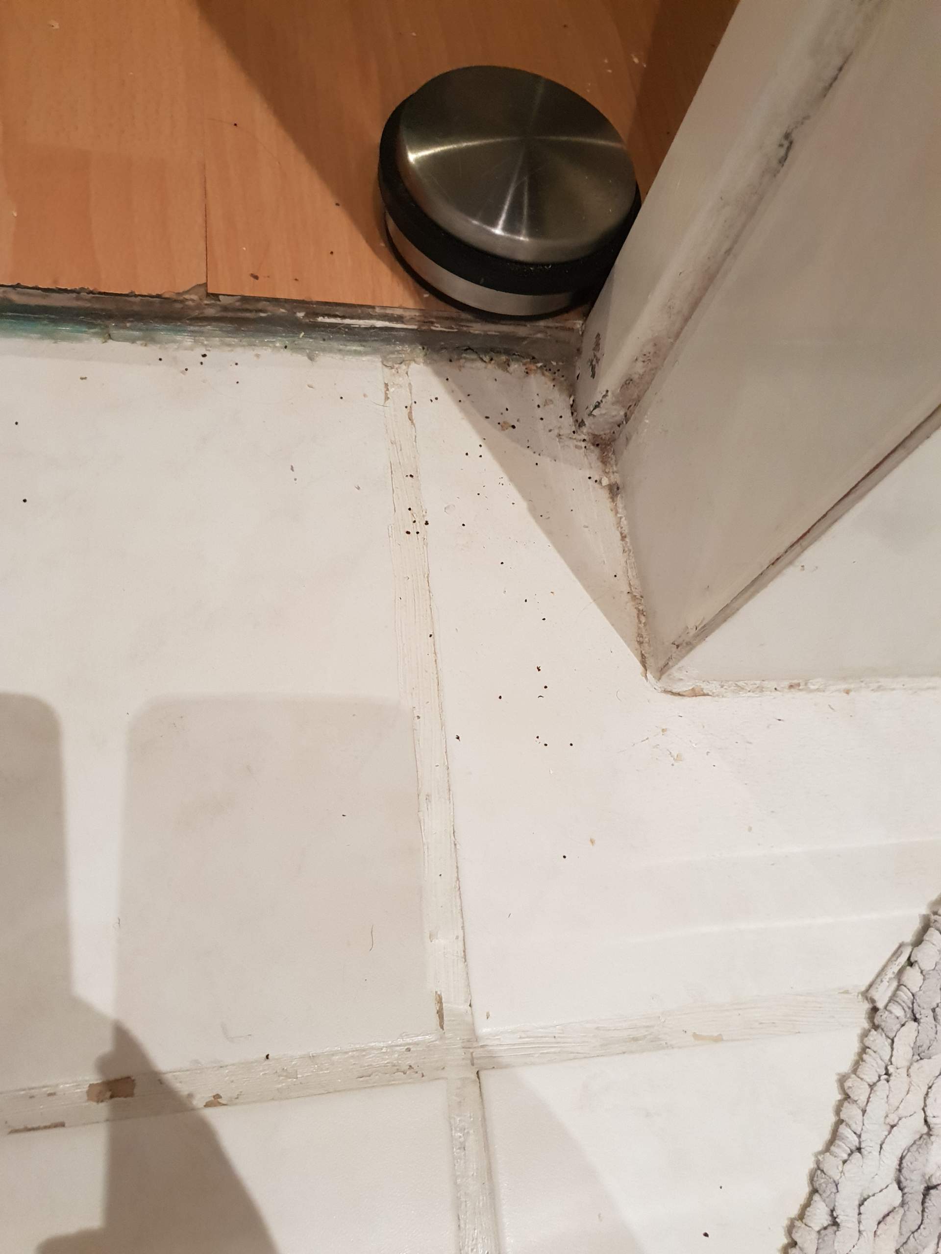 Auf denn Fußboden kleine schwarze kügelchen? (Tiere, Wohnung)