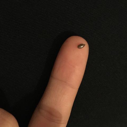 Auf Meinem Bett Sowas Wie Sesamkorner Sind Das Insekteneier Insekten