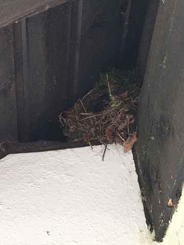 Das Nest - (Tiere, Vögel, Ornithologie)