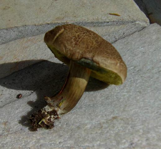 Welcher Pilz ist das? - (Biologie, Garten, Natur)