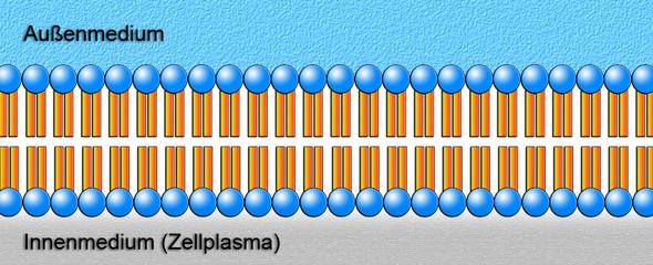 Lipiddoppelschicht - (Biologie, lipide)