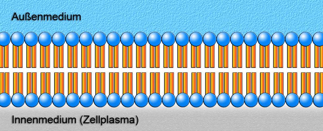 Struktur und Funktion von Lipiden