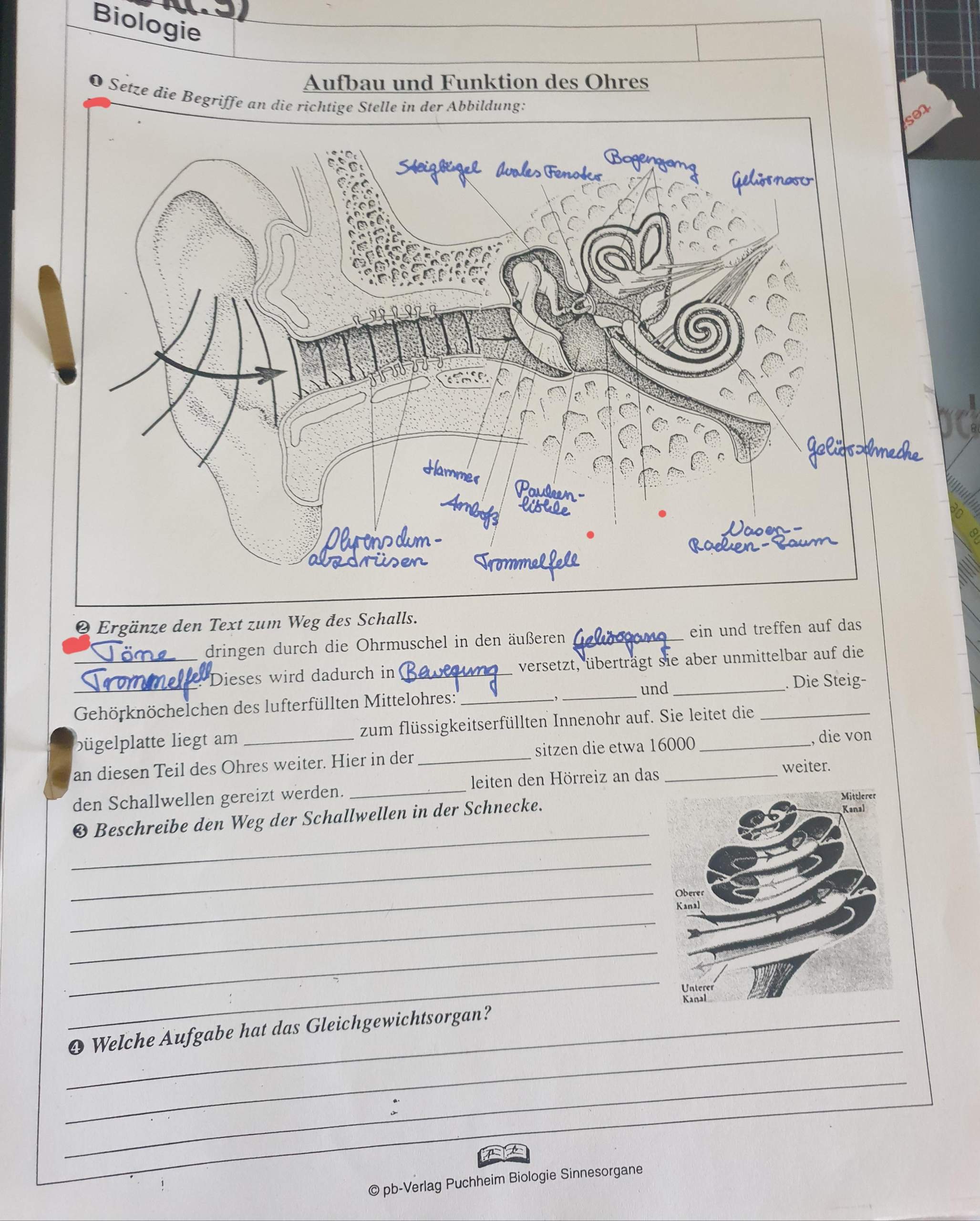 Aufbau und Funktion des Ohres? (Schule, Biologie, Ohr)