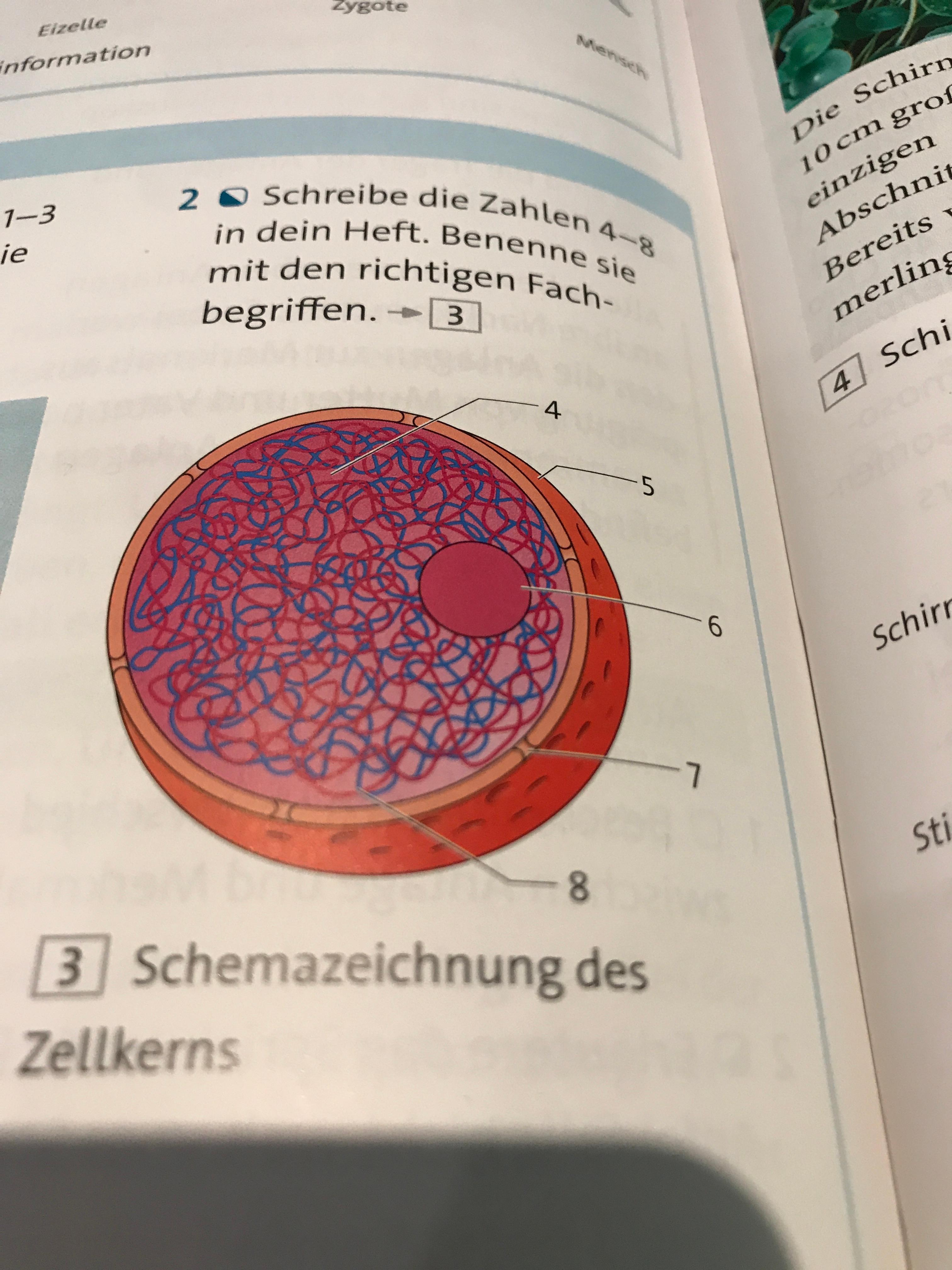 Study Sheets - Nervenzellen in 2020 | Anatomie lernen, Lernen tipps schule,  Biologie studium