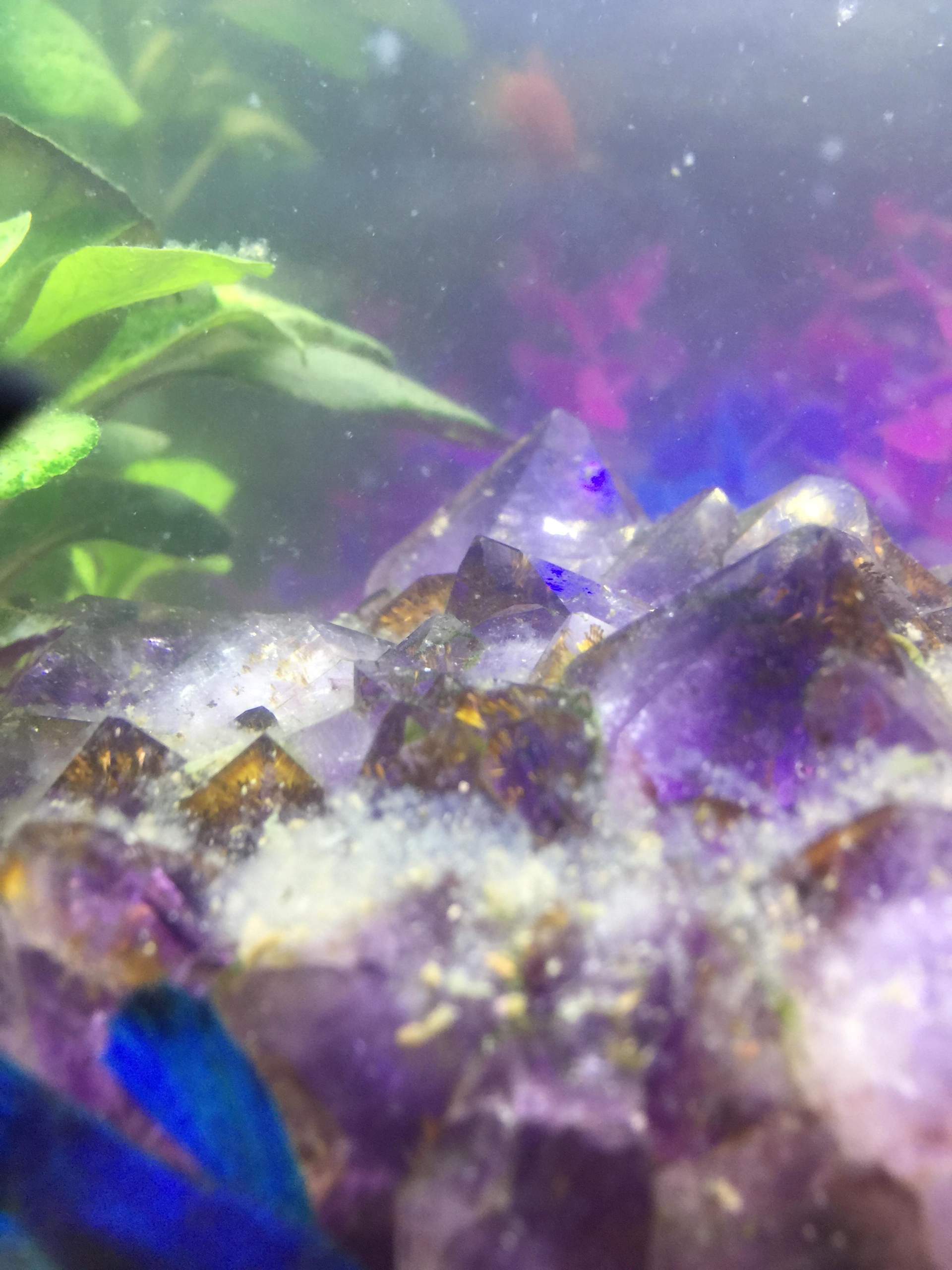 Auffälligkeiten im Aquarium?Schimmel? (Pflanzen, Fische, Hilflosigkeit)