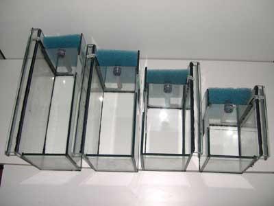 Aufzuchtbecken im Aqarium (Fische, Aquarium, Fischbaby)