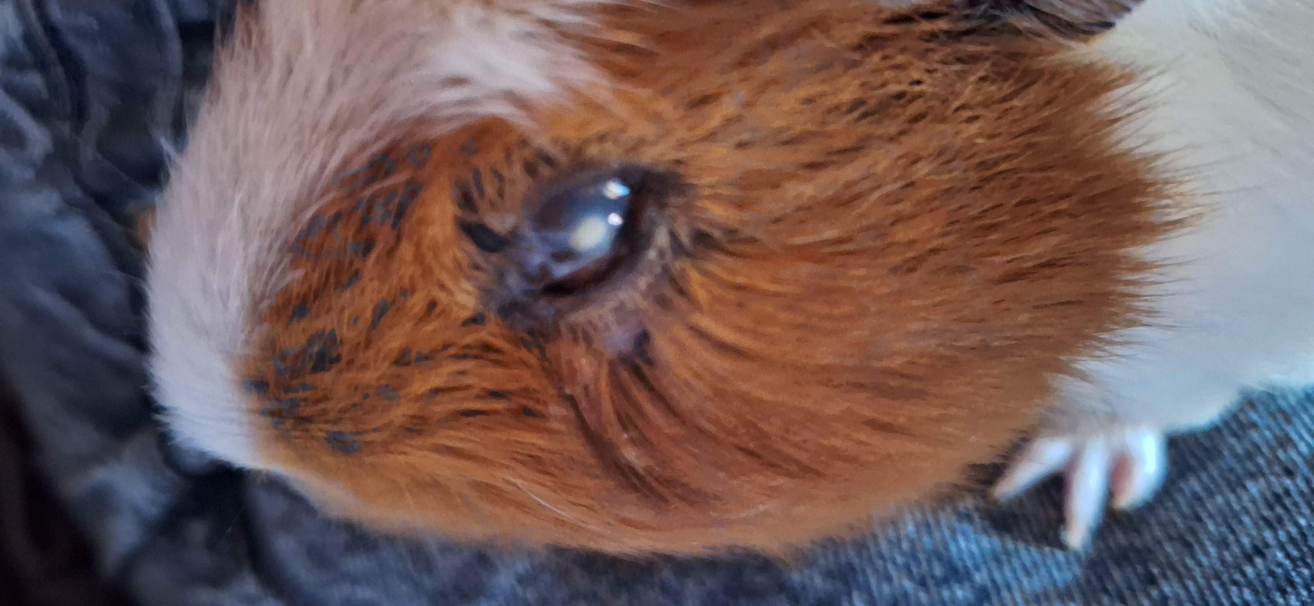 Auge blau und ein heller punkt am auge vom meerschweinchen? (Tierarzt, Tiermedizin, Tiergesundheit)