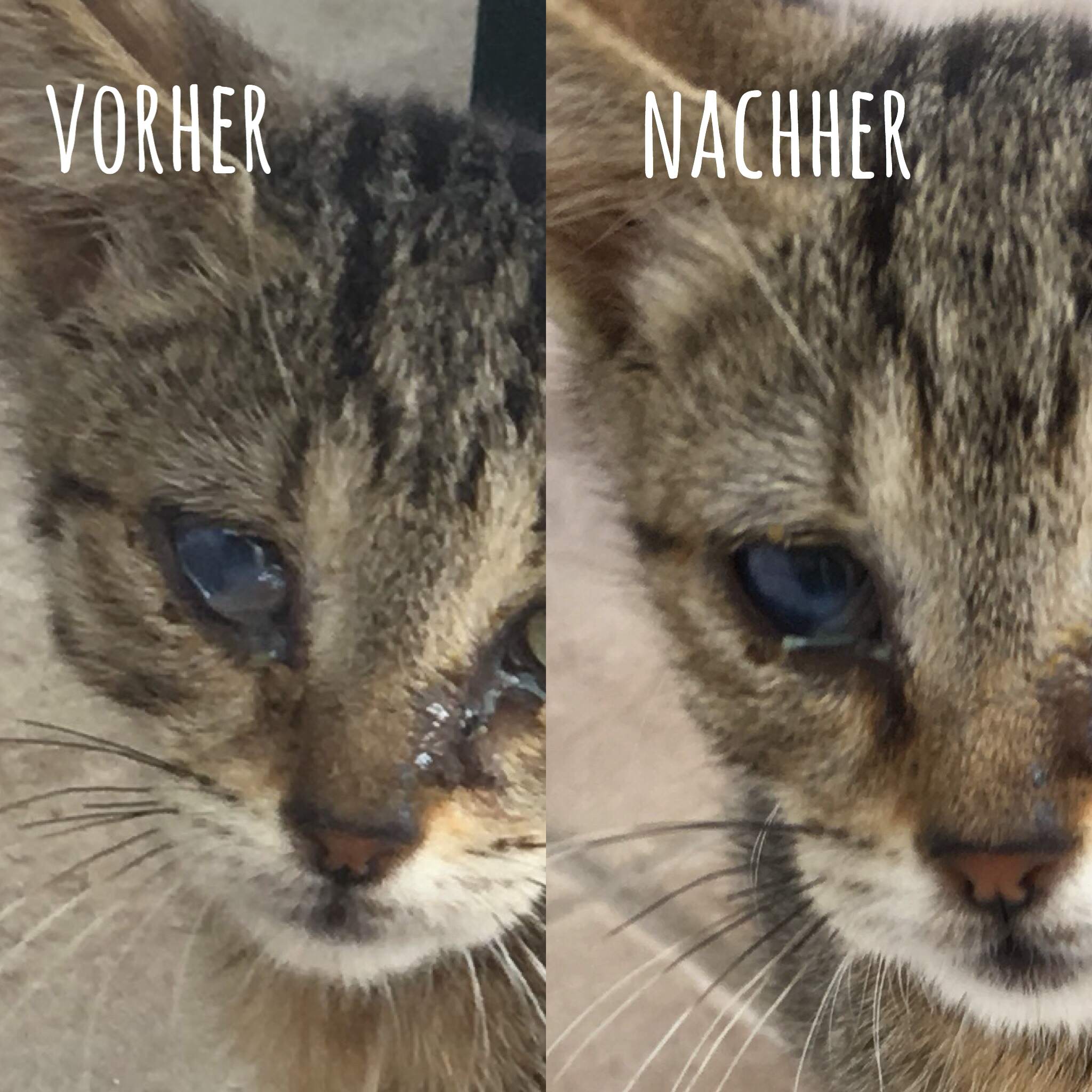 auge eitert komplett bei katze tierarzt