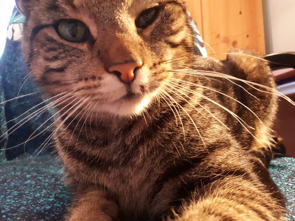 Auge Meiner Katze Beschadigt Gesundheit Und Medizin Augen