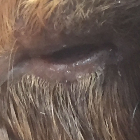 Zugeklebtes Auge 
Linkes Auge 
Eitert/Tränt
Bläulich  - (Tiere, Tierarzt, Meerschweinchen)