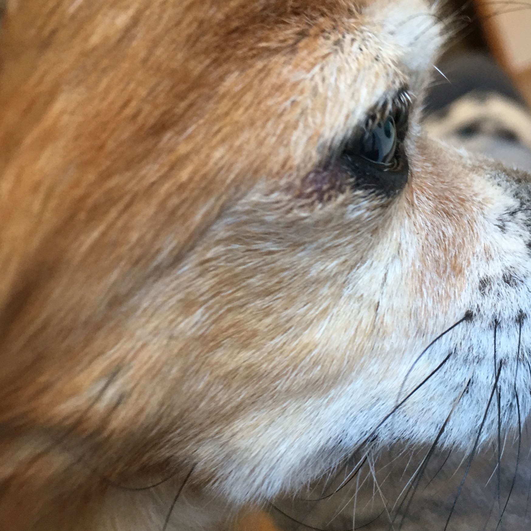 Auge von meinem Hund geschwollen? (Augen, jucken, Schwellung)