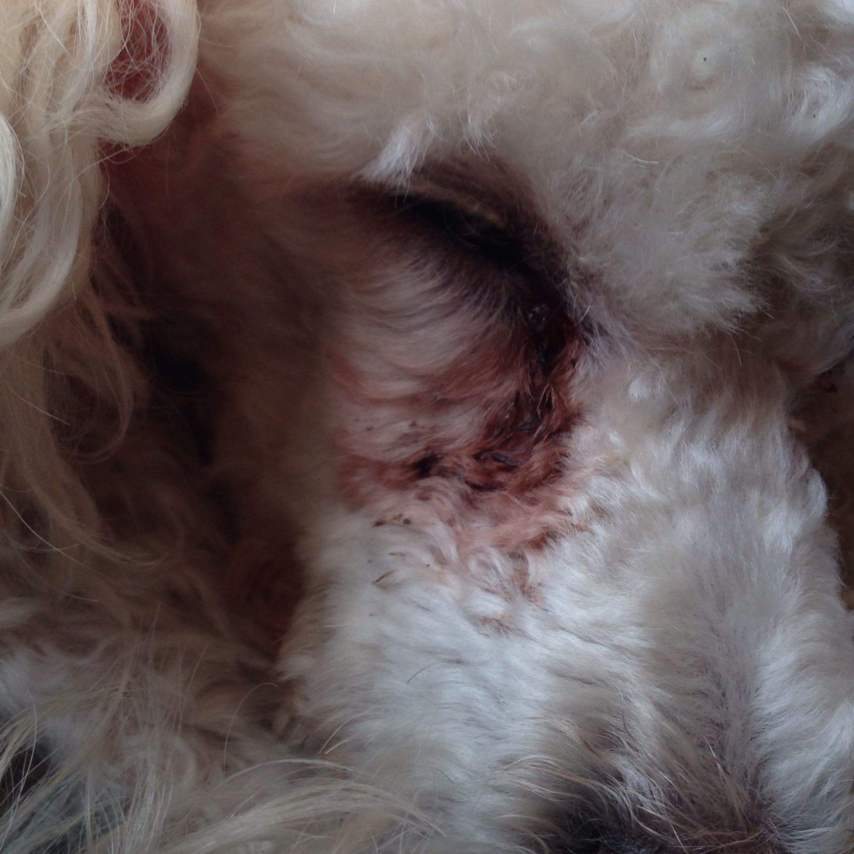Augen laufen aus, weißer Pudel (Hund, weiß, Verfärbung)
