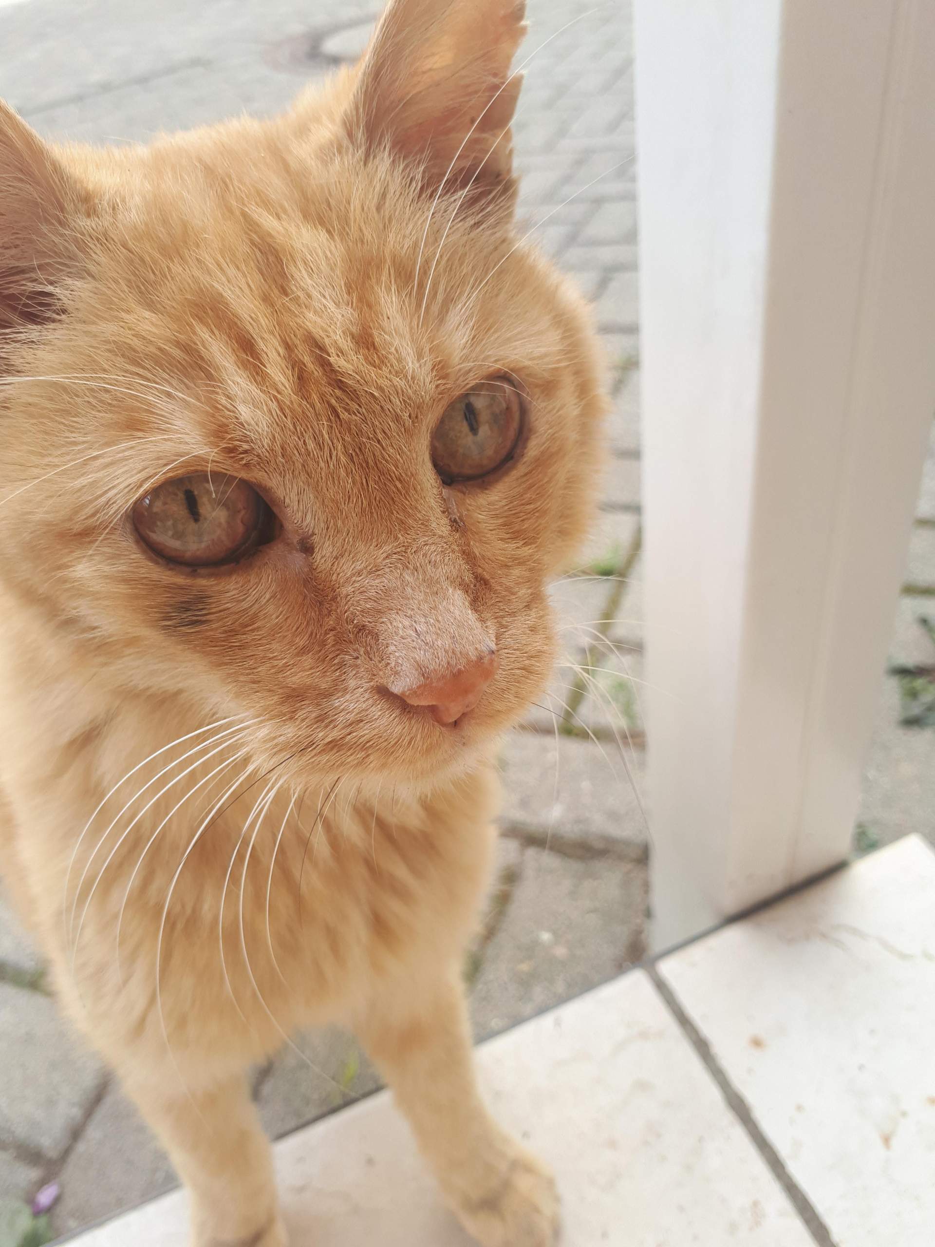 Kacter Augen von Kater Rot? (Gesundheit und Medizin, Katze)