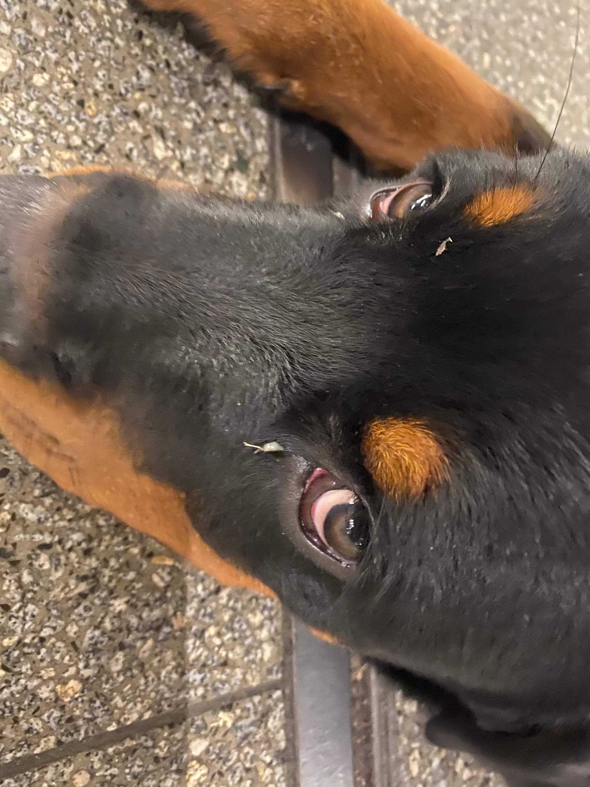 Augen von meinem Hund sind rot? (Gesundheit und Medizin, Tiere, Tierarzt)