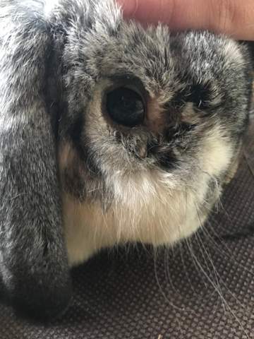 Augenentzundung Gesundheit Und Medizin Kaninchen