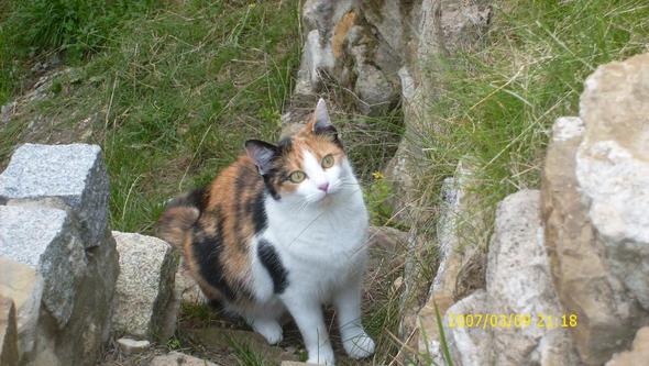 Augenfarbe Gesuchtt Tiere Augen Katze