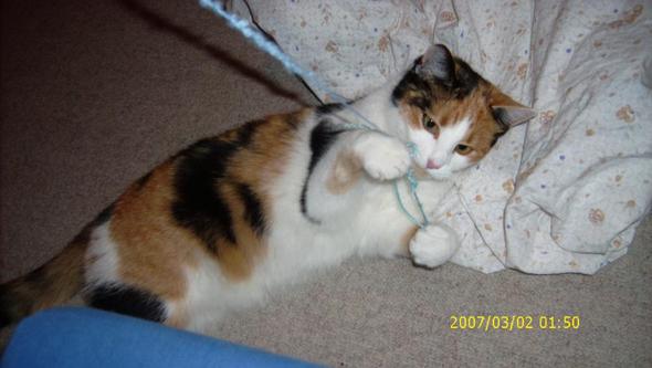 Augenfarbe Gesuchtt Tiere Augen Katze