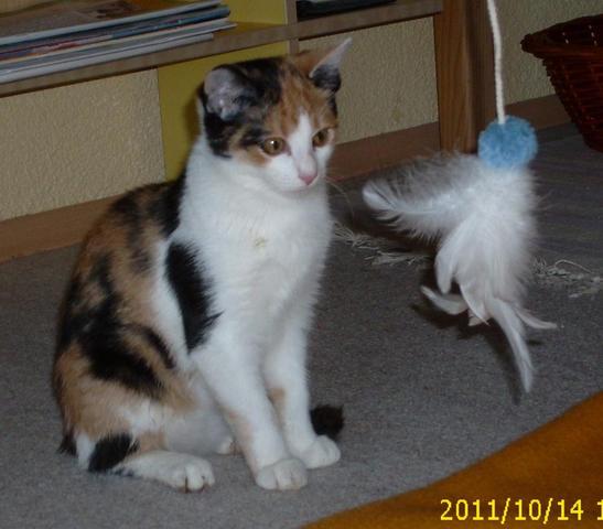 Augenfarbe Gesuchtt Tiere Augen Katze