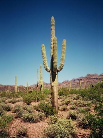  - (Survival, Kaktus, Wüste)