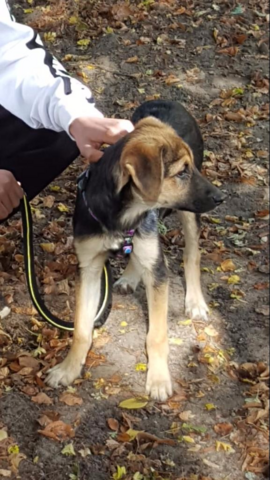 aus was fur rassen besteht unser mischling welpe tiere hund haustiere