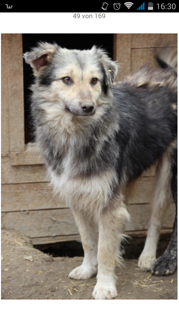 Aus welchen Rassen besteht unser Buddy? (Hund, Hunderasse)