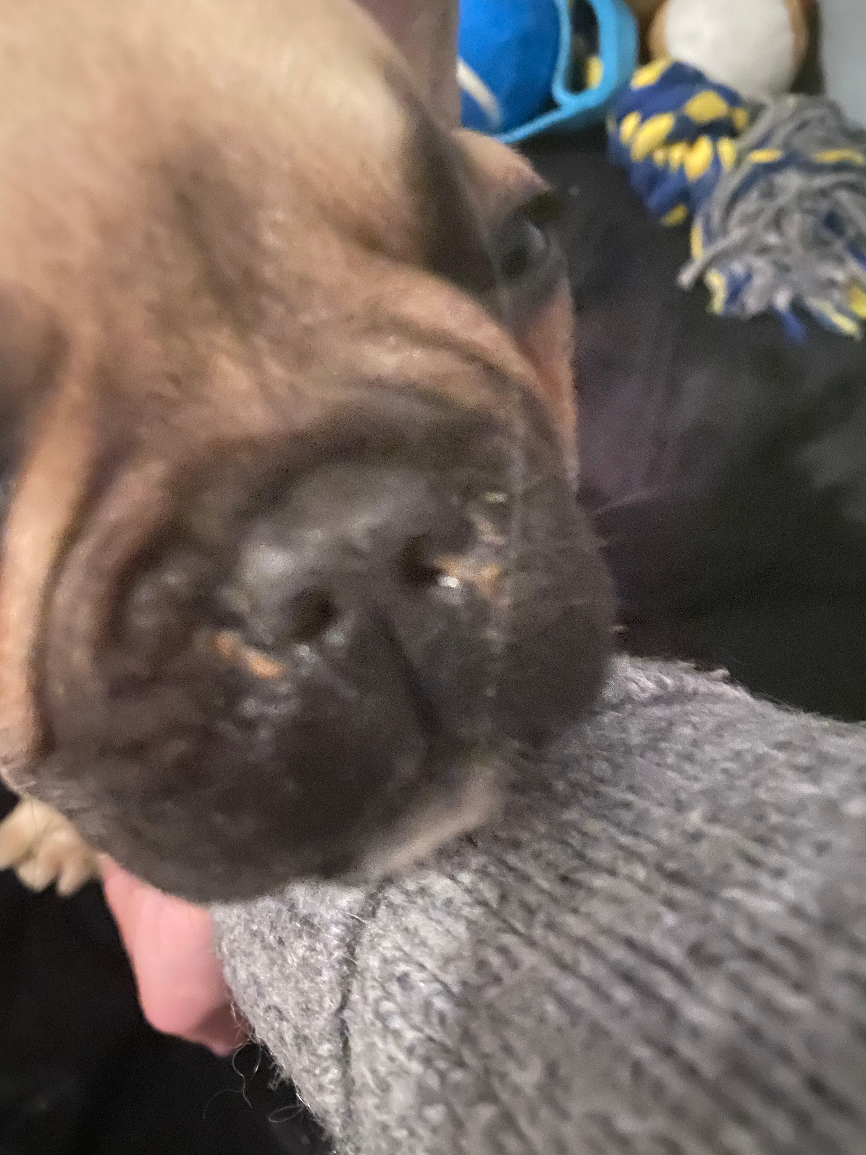 Ausfluss Nase? (Gesundheit und Medizin, Hund)