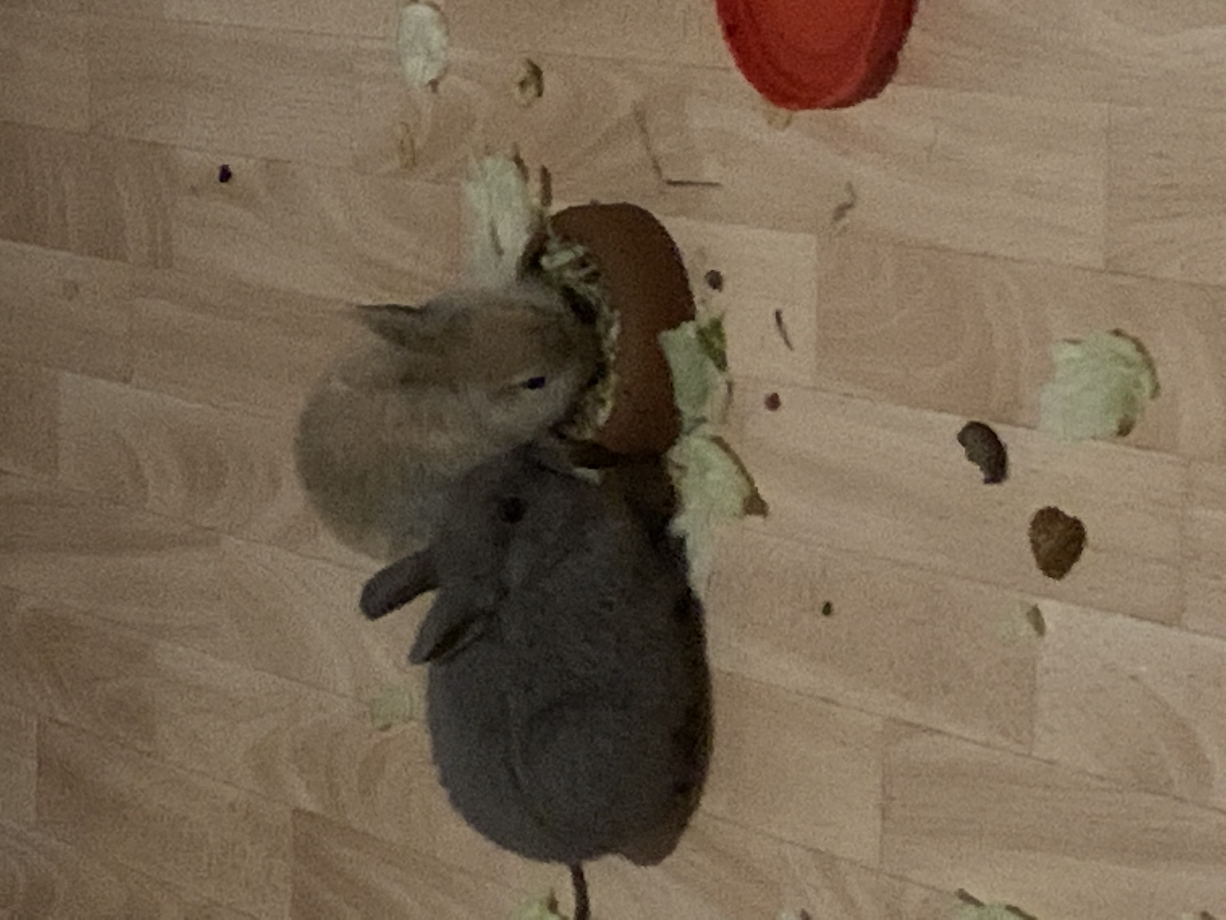 Ausgefallene Lustige Kaninchennamen Liebe Tiere Haustiere