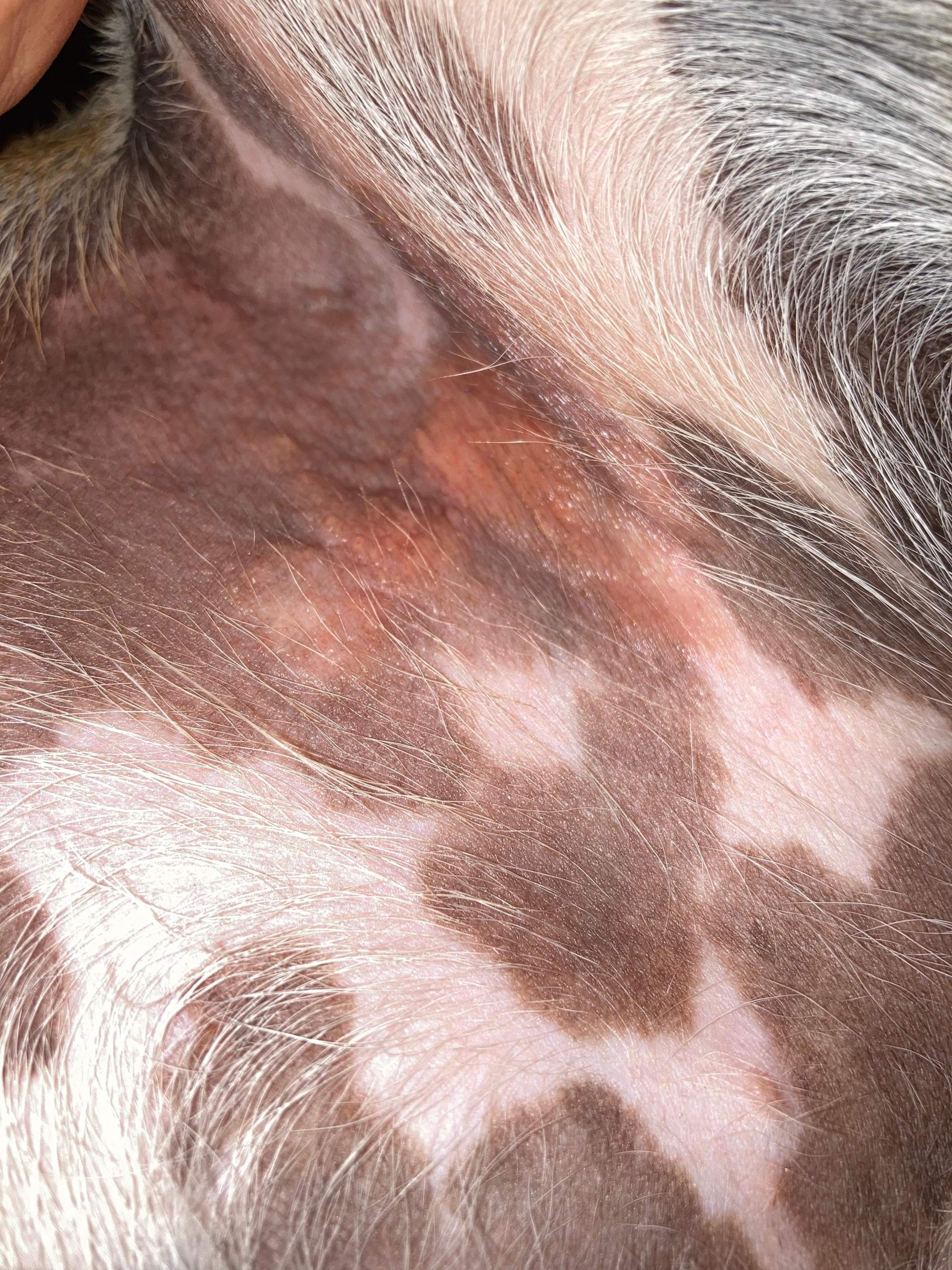 Ausschlag bei Hund? (Gesundheit und Medizin)