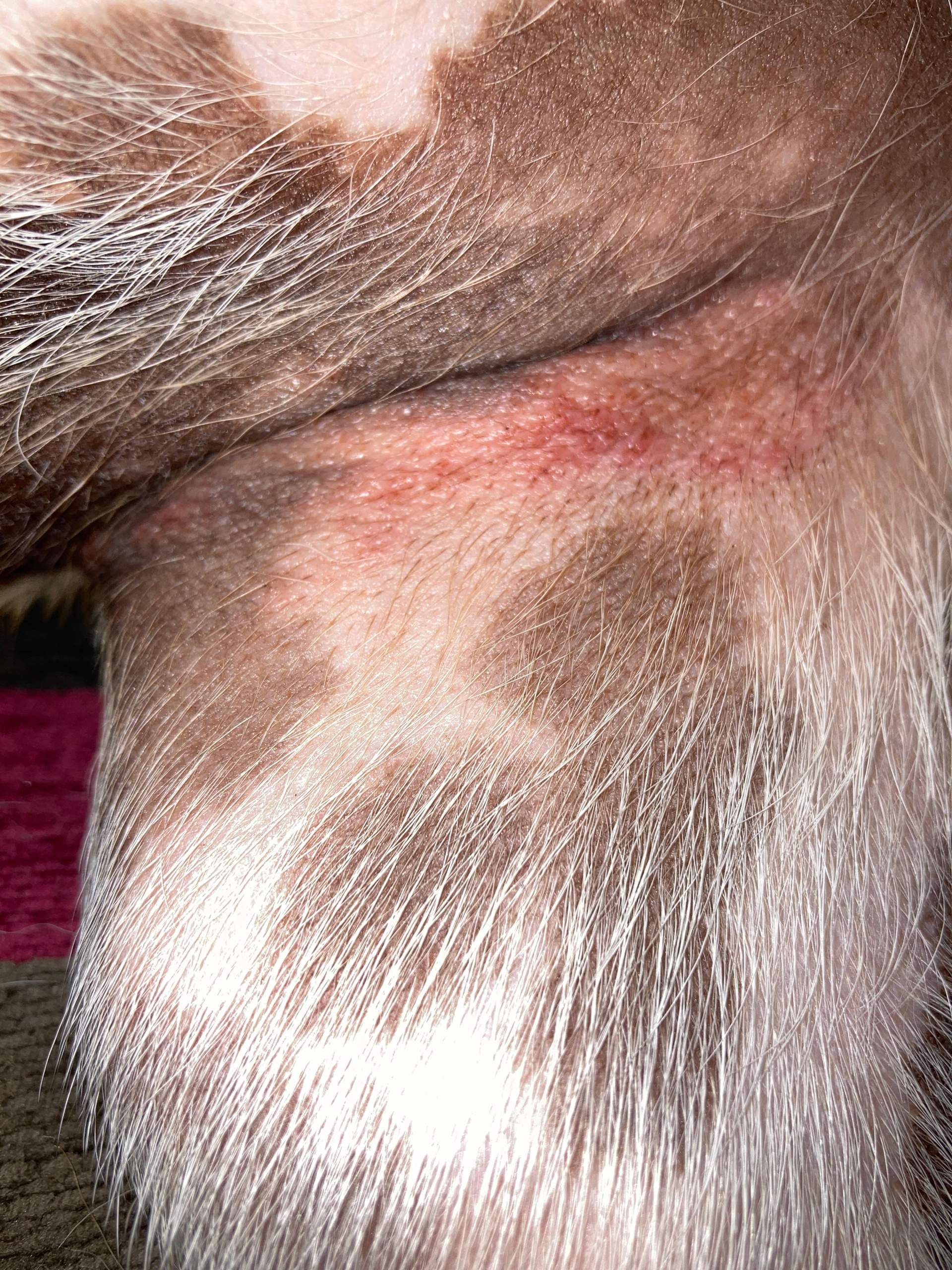 Ausschlag bei Hund? (Gesundheit und Medizin)