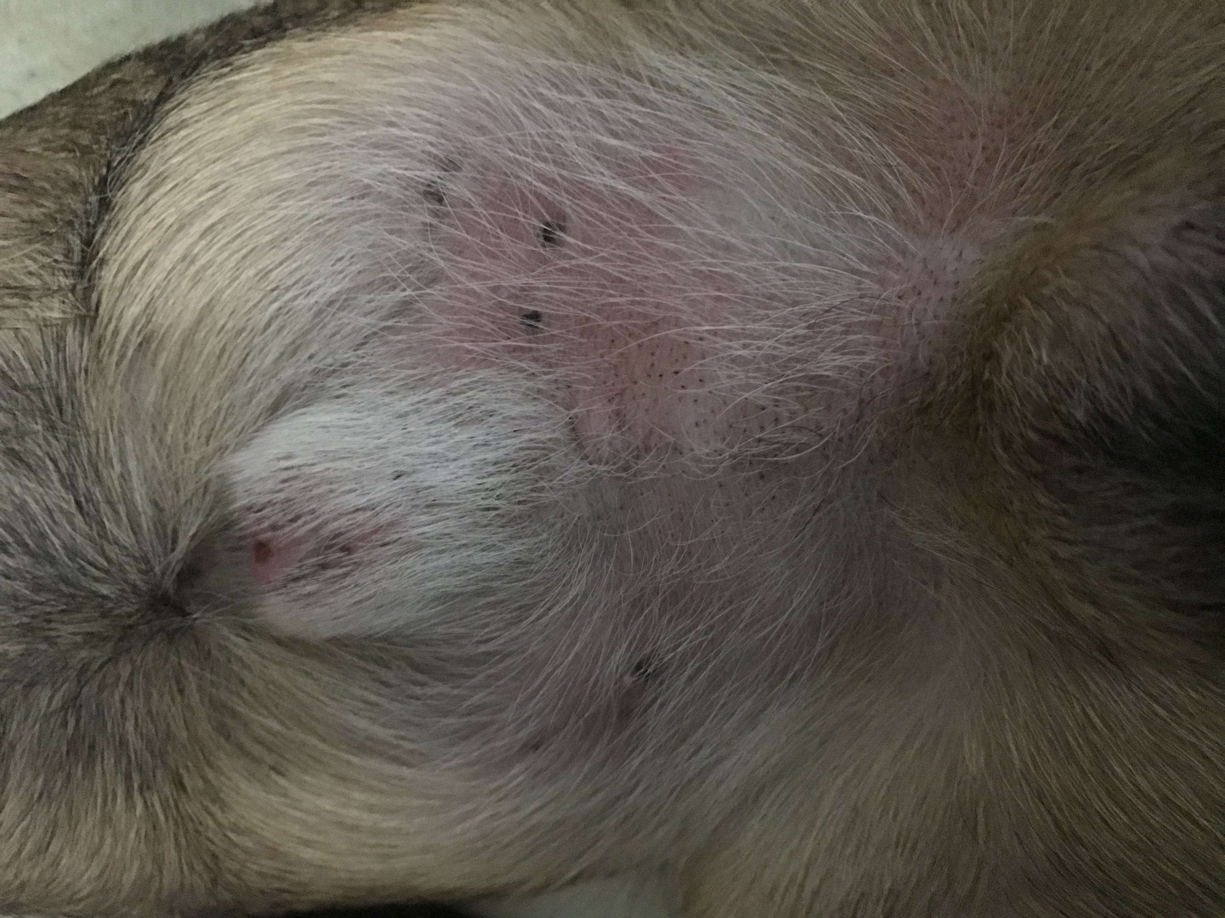 grasmilben ausschlag hund