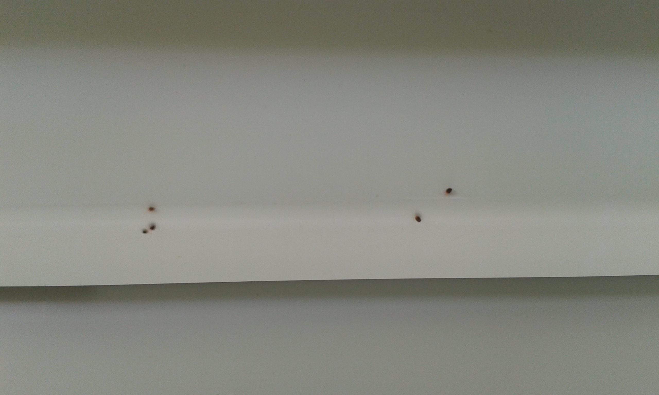 Außen an den Fenstern und Hauswänden ganz viele winzig kleine schwarze