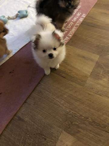 Aussergewohnliche Hundenamen Weibchen Hund Name Namen