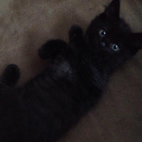 Aussergewohnlicher Katername Fur Maine Coon Tiere Katze Name