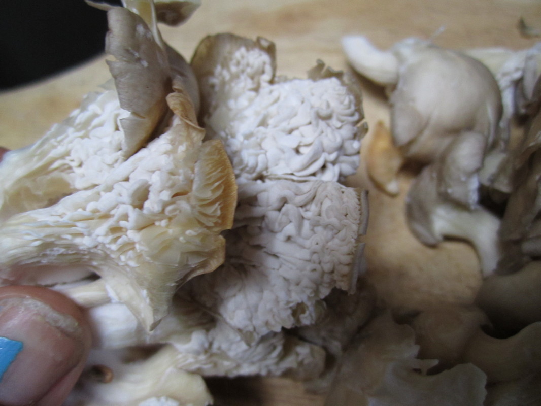 Austernpilze Schimmelig oder essbar? (Gesundheit, Ernährung, essen)